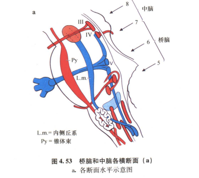 外展枕怎么使用中枢神经系统解剖定位诊断【大全】_https://www.jmylbn.com_新闻资讯_第104张