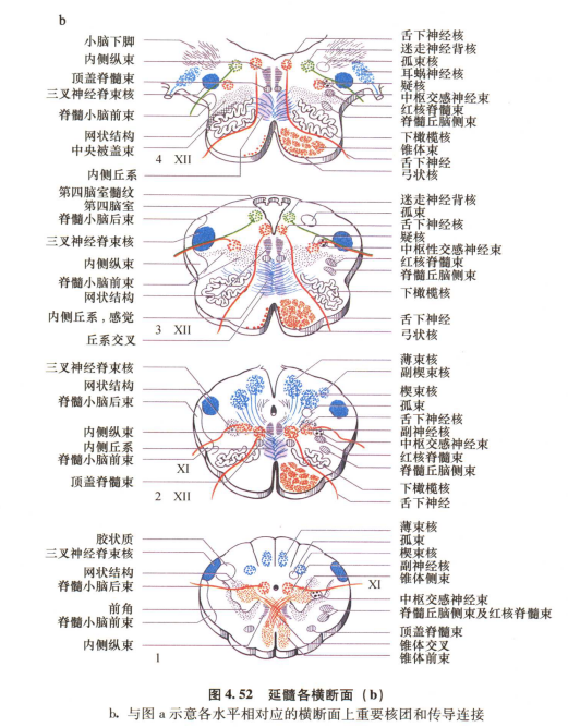 外展枕怎么使用中枢神经系统解剖定位诊断【大全】_https://www.jmylbn.com_新闻资讯_第100张