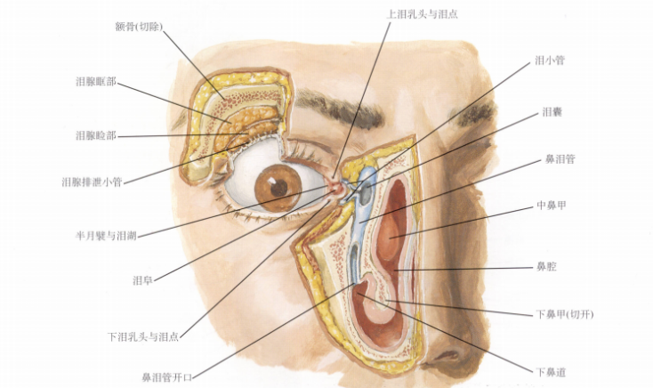人工鼻怎么使用消炎药=抗生素？原来药没用，这病是靠自己好的_https://www.jmylbn.com_新闻资讯_第3张