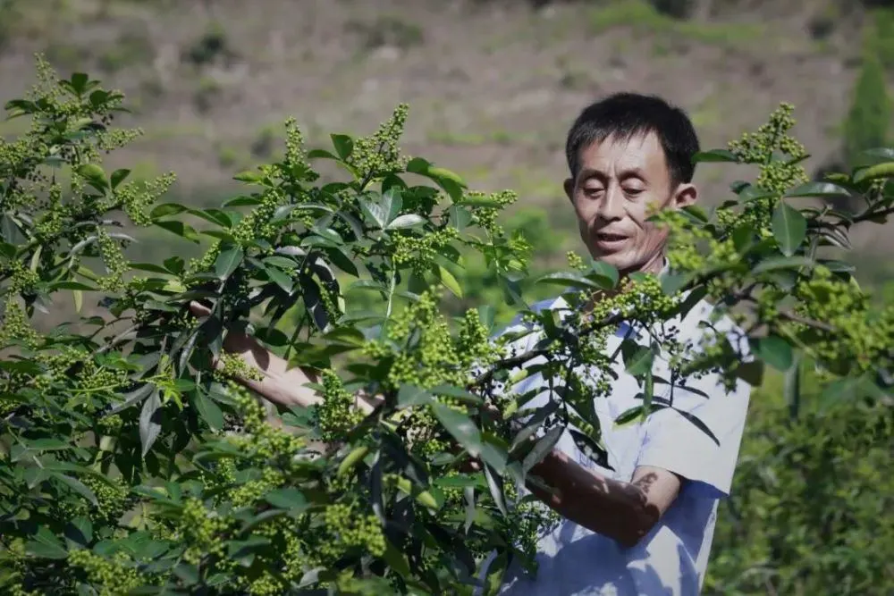 志愿明星主要事迹_志愿明星奖学金申请理由_明星志愿2000