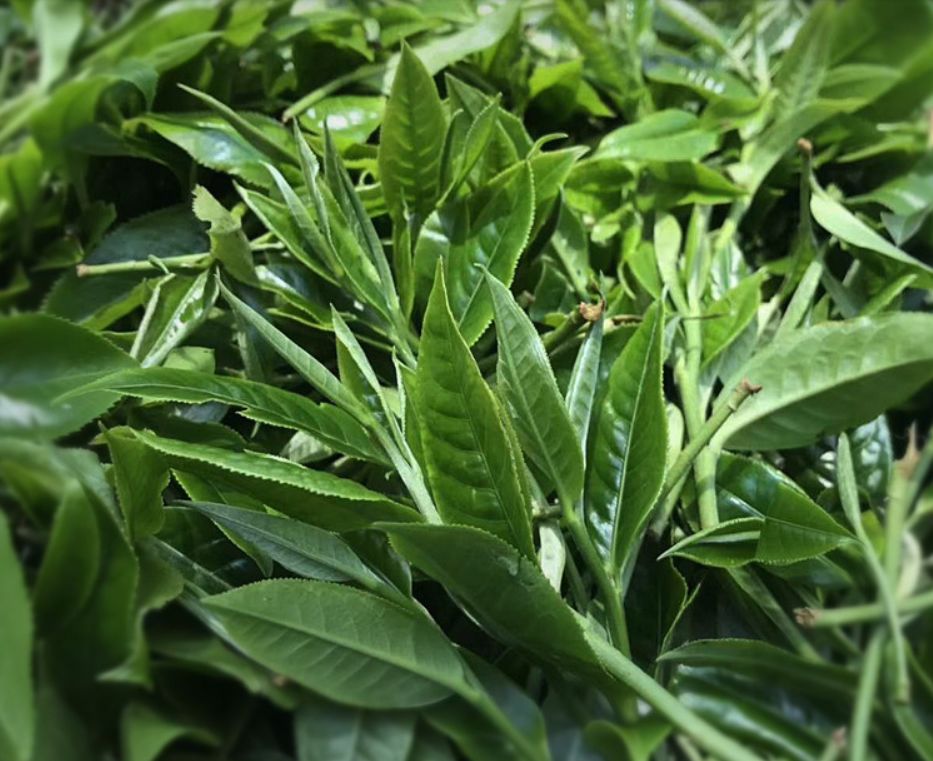 普洱茶树龄影响口感，不容质疑！