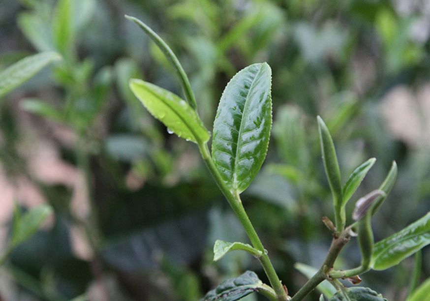 普洱茶的三季茶，你知多少？