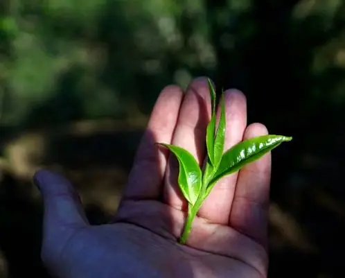 理性消费的礼品茶市场,还能像以前好做吗? 理性消费的礼品茶市场,还能像以前好做吗?