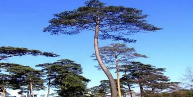 【大美长白山】北、西、南三坡旅游全攻略