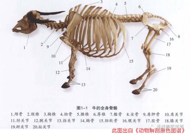 动物解剖学 骨骼系统 重点汇总 泽成兽医教育 微信公众号文章阅读 Wemp