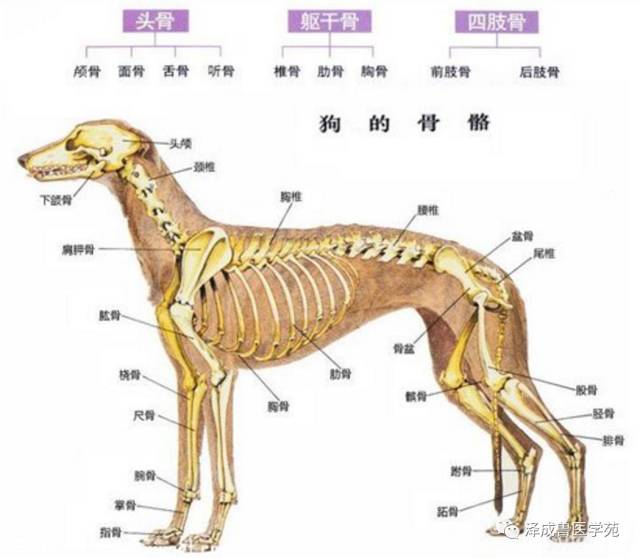 动物解剖学 骨骼系统 重点汇总 泽成兽医教育 微信公众号文章阅读 Wemp