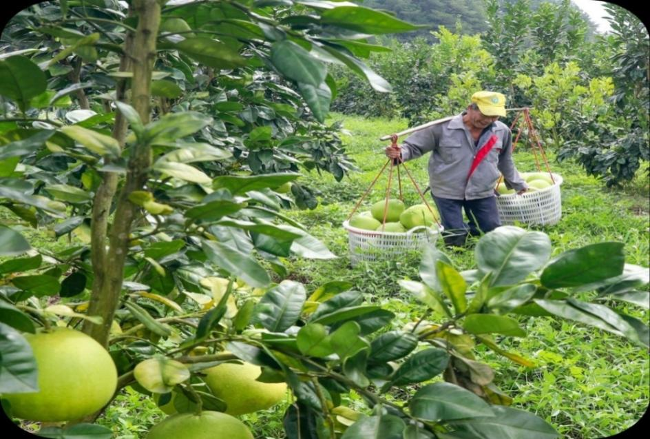 文福镇逢甲村青柚基地里硕果累累（蕉岭县人民政府地方志办公室供图）