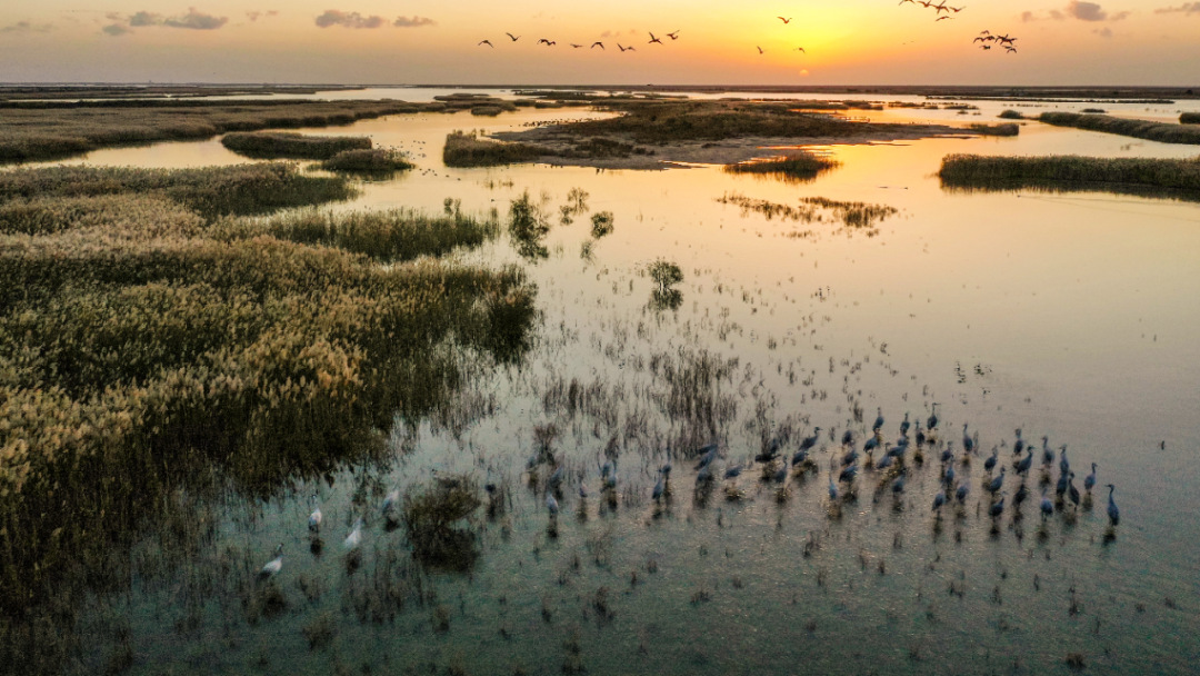 “鸟浪”来了！东营文旅给您的贴心攻略