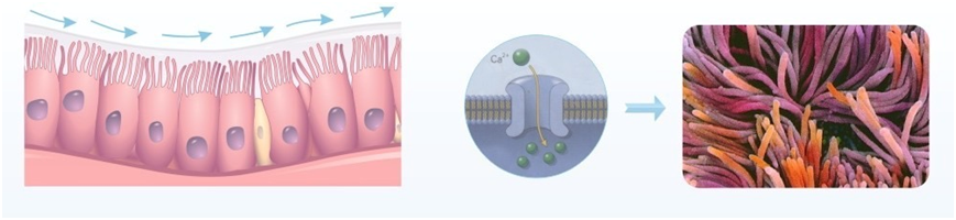 鼻腔喷雾器有什么作用【科普知识】鼻炎患者如何选择海水鼻腔喷雾器_https://www.jmylbn.com_新闻资讯_第9张