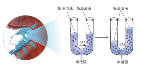鼻腔喷雾器有什么作用【科普知识】鼻炎患者如何选择海水鼻腔喷雾器_https://www.jmylbn.com_新闻资讯_第10张