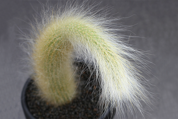 猴尾柱_猴尾柱开花图片_猴尾柱什么时候开花