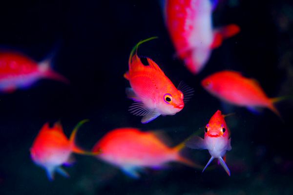 潜点种草07 热海 来自沉船与洞窟的联名叫嚣 大蝰蛇潜水频道 微信公众号文章阅读 Wemp