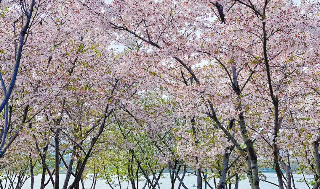 六安中接薪投市集诉访欠今日