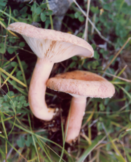 无毒蘑菇种类图片