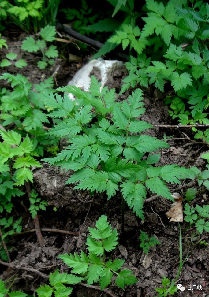 日月峡中草药 210 东北羊角芹2 日月峡 微信公众号文章阅读 Wemp