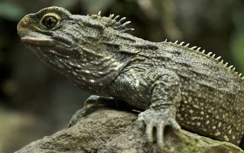 新西兰鳄蜥返回大陆_南非_新闻_华人头条