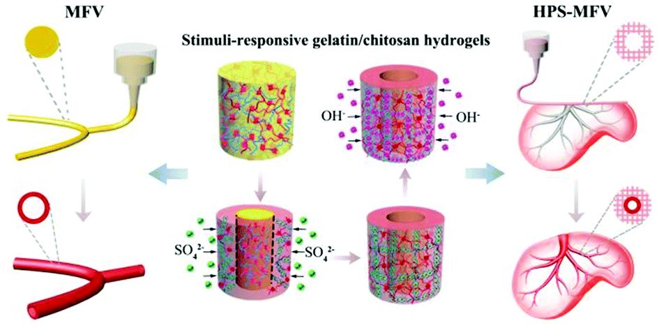 明胶在血管怎么降解华南理工曹晓东&董华 ｜ 联合 3D 打印和刺激响应水凝胶构建复杂多分叉血管网络的通用策略_https://www.jmylbn.com_新闻资讯_第10张