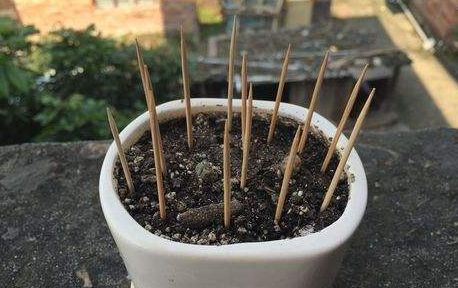 夏季养花正确的正确“姿势”，赶紧收藏！