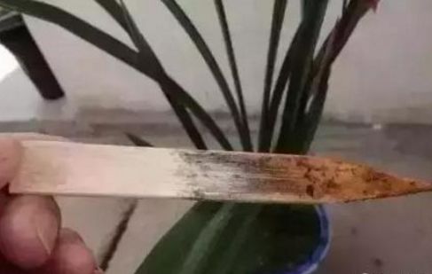 夏季养花正确的正确“姿势”，赶紧收藏！