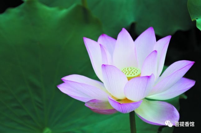 菩提香馆 之品茗闲消夏日长出水芙蓉荷花香 菩提香馆 微信公众号文章阅读 Wemp