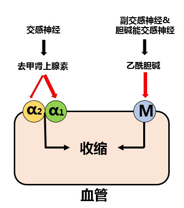 中频为什么能镇痛【干货】中频电疗(Medium Frequency)_https://www.jmylbn.com_新闻资讯_第4张