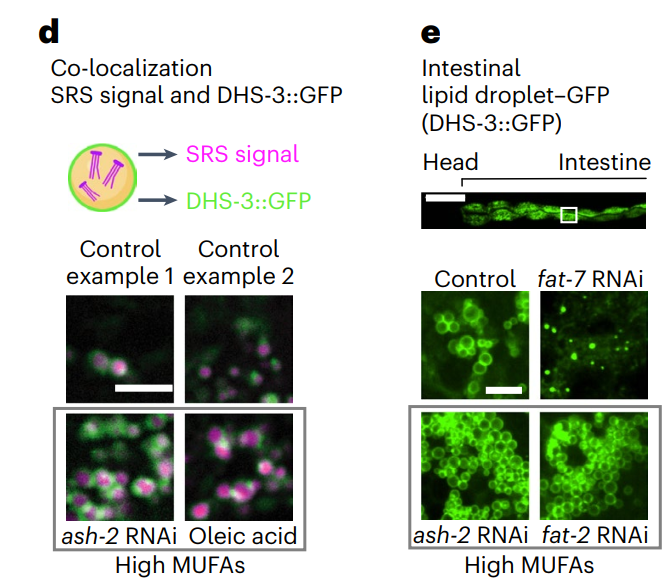 怎么提高氧饱和65NCB ｜ 单不饱和脂肪酸通过脂滴与过氧化物酶体延长寿命_https://www.jmylbn.com_新闻资讯_第3张