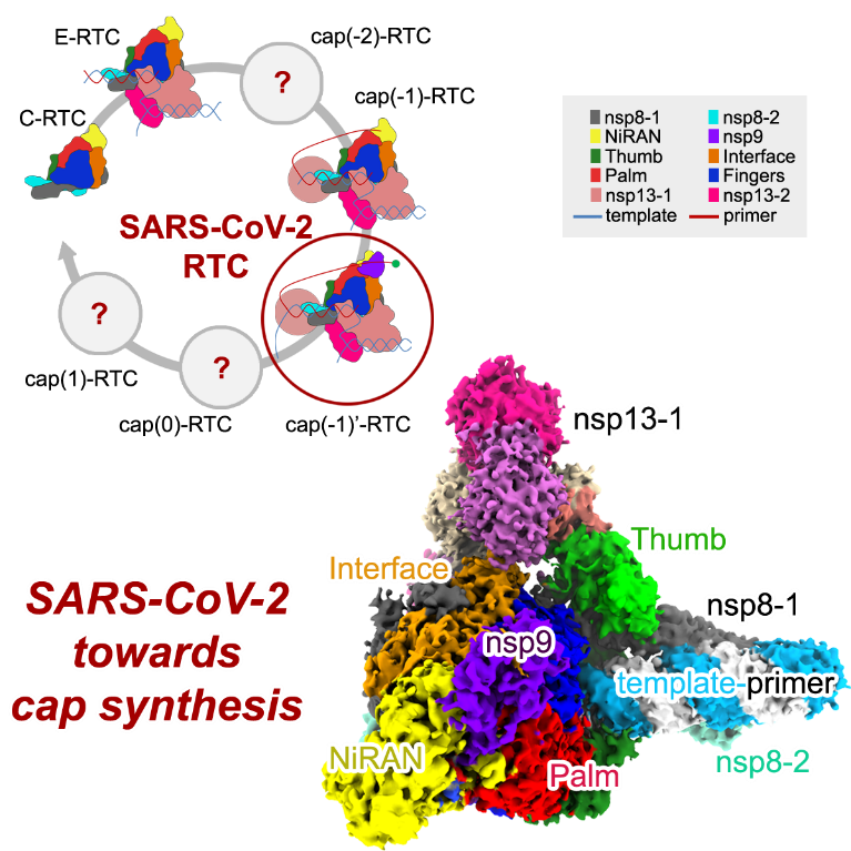 cell nat comm | 饒子和/婁智勇團隊解答新冠病毒rna延伸與帽結構合成