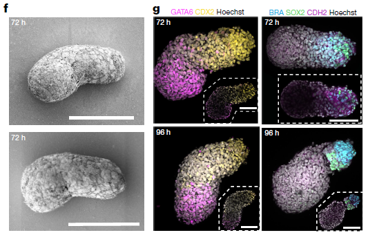 nature突破丨類原腸胚——邁出體外三維模擬人體發育的第一步_bioart