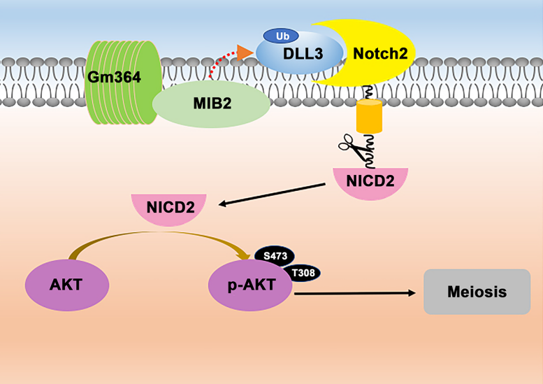 natagingcelldeathdiffer张东孙青原等合作报道蛋白翻译后修饰调节