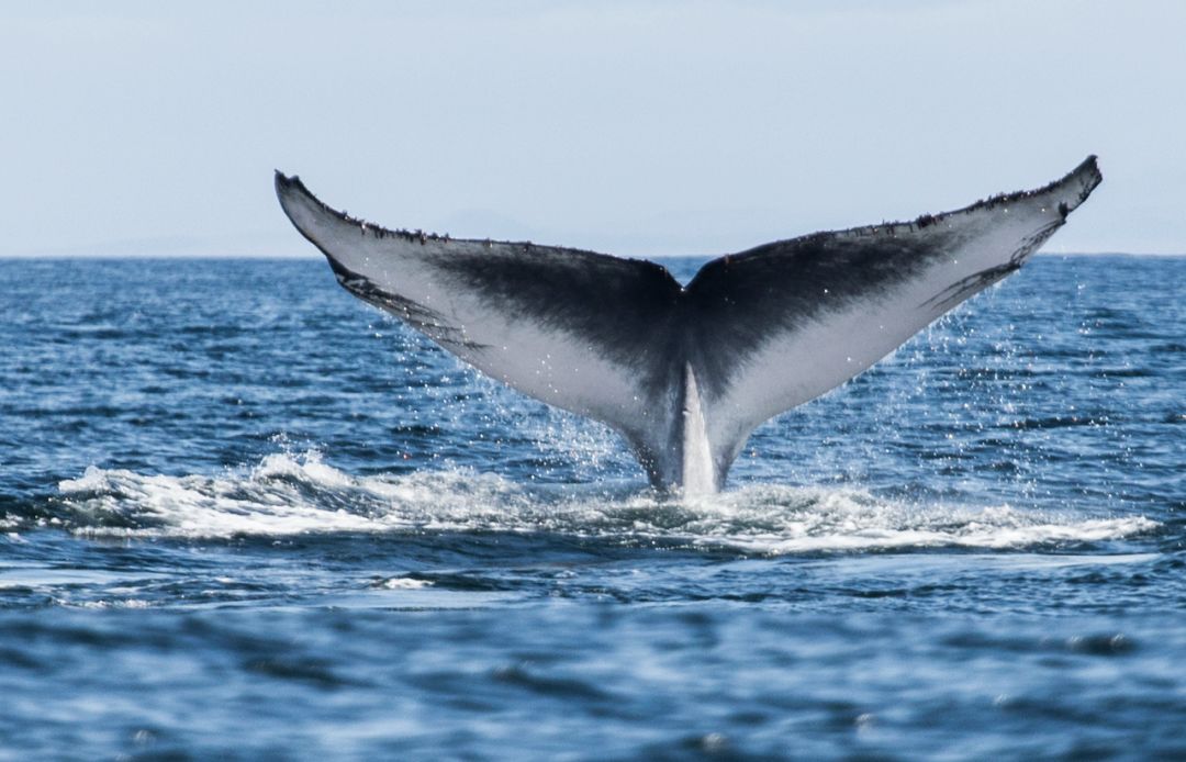 塔斯马尼亚 塔州可以说是这些迁徙鲸鱼们的第一站,在great oyster bay
