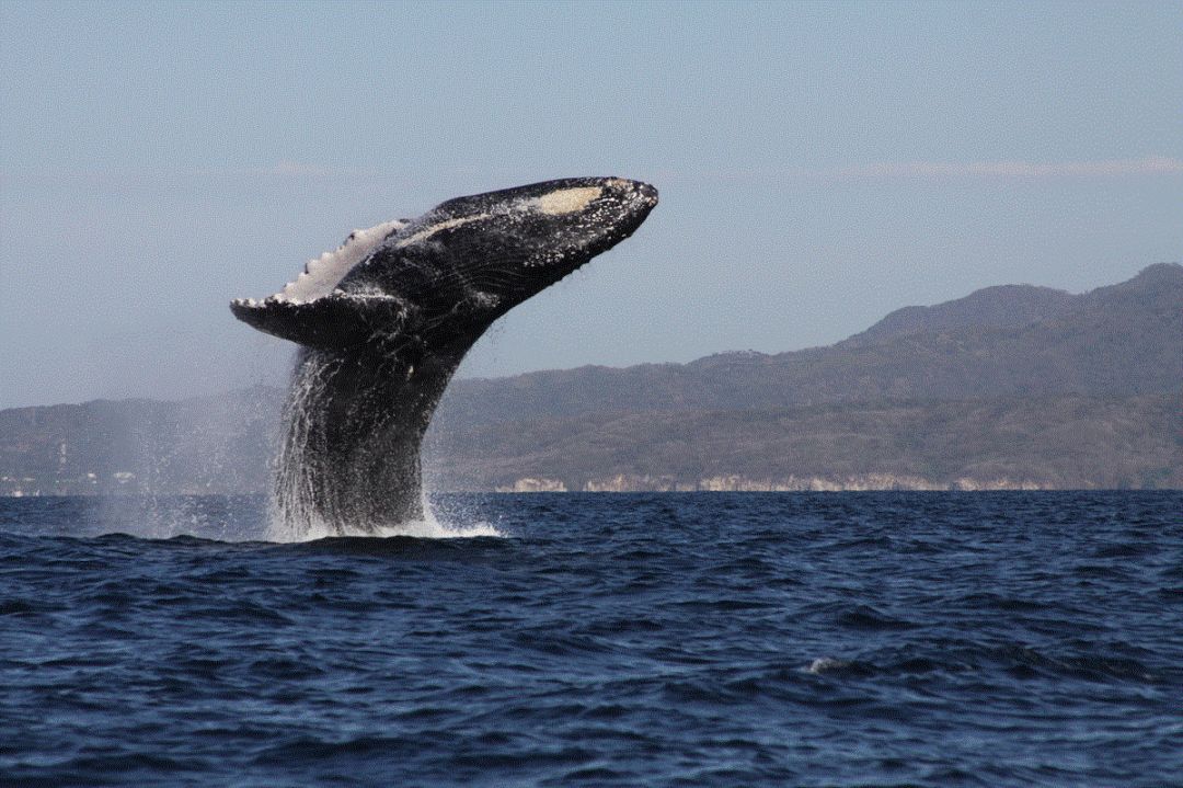 看鲸鱼去吗?澳洲一年一度的看鲸时节就是现在,最全观鲸指南拿走吧