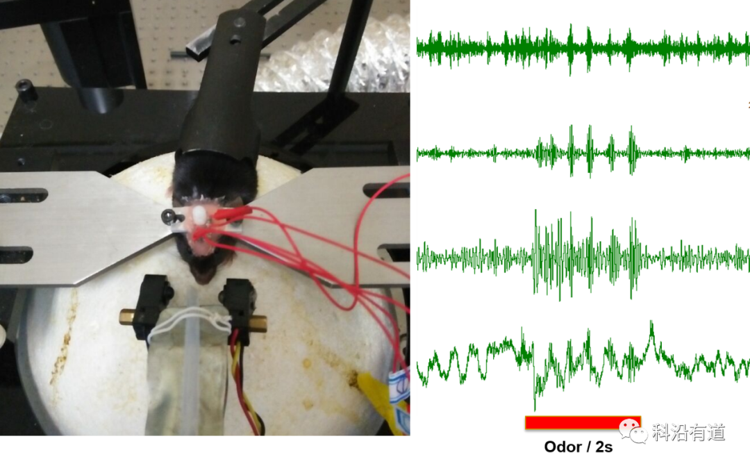 电生理技术简介