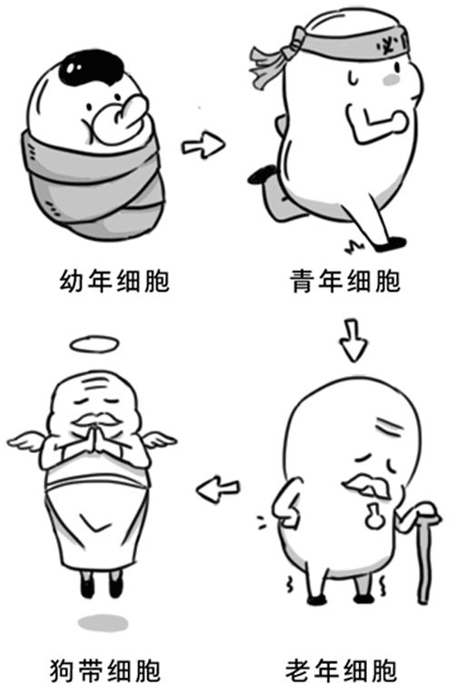 【健康】人只要一直活著，就一定會得癌 健康 第2張