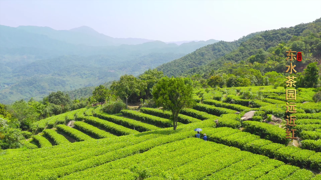 阳西东水山旅游景点图片