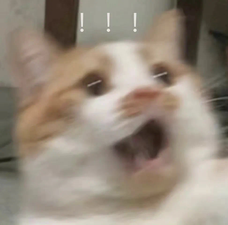 震惊的猫咪表情包