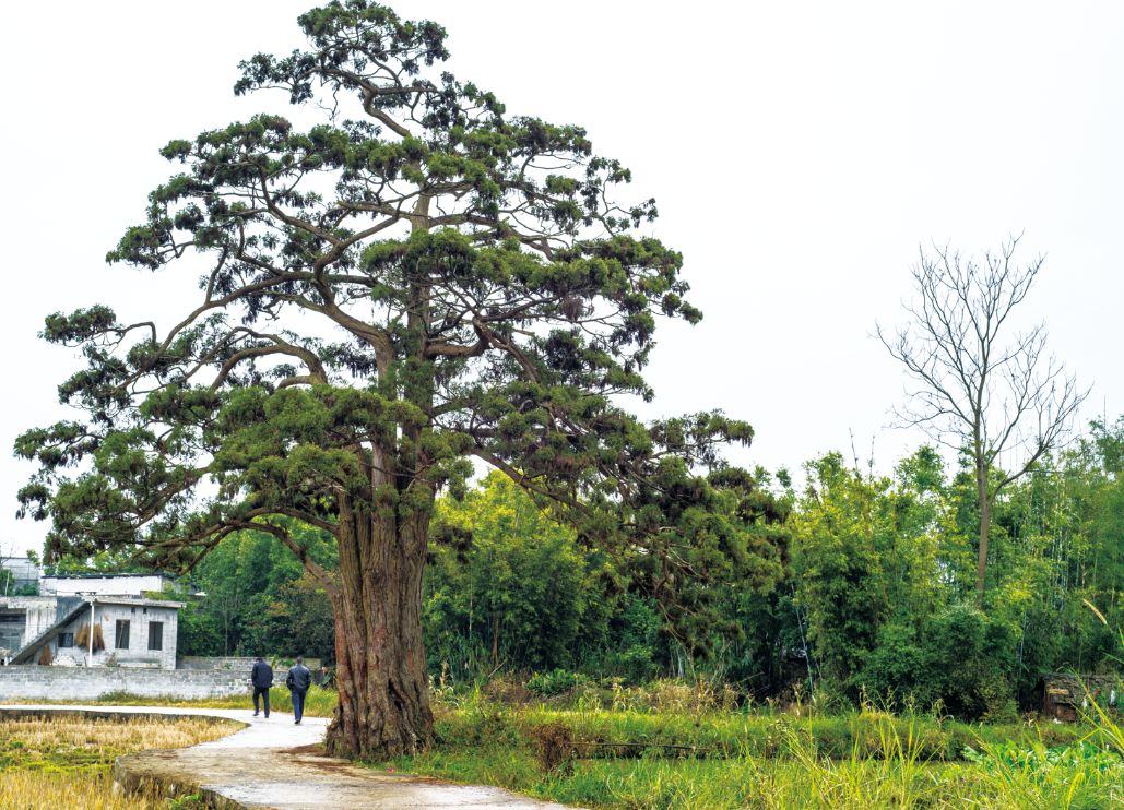 古树涉及39科74个属114种,以榕树,人面子,樟树,龙眼,红锥树为多,比较