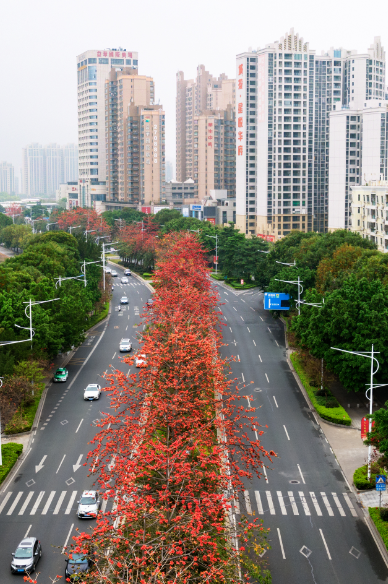 △信安路木棉花。肇庆市融媒体中心记者 吴勇强 摄