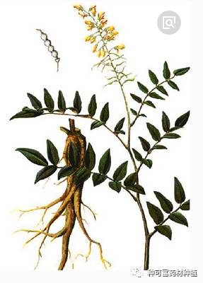 种可富推荐——大宗药材苦参