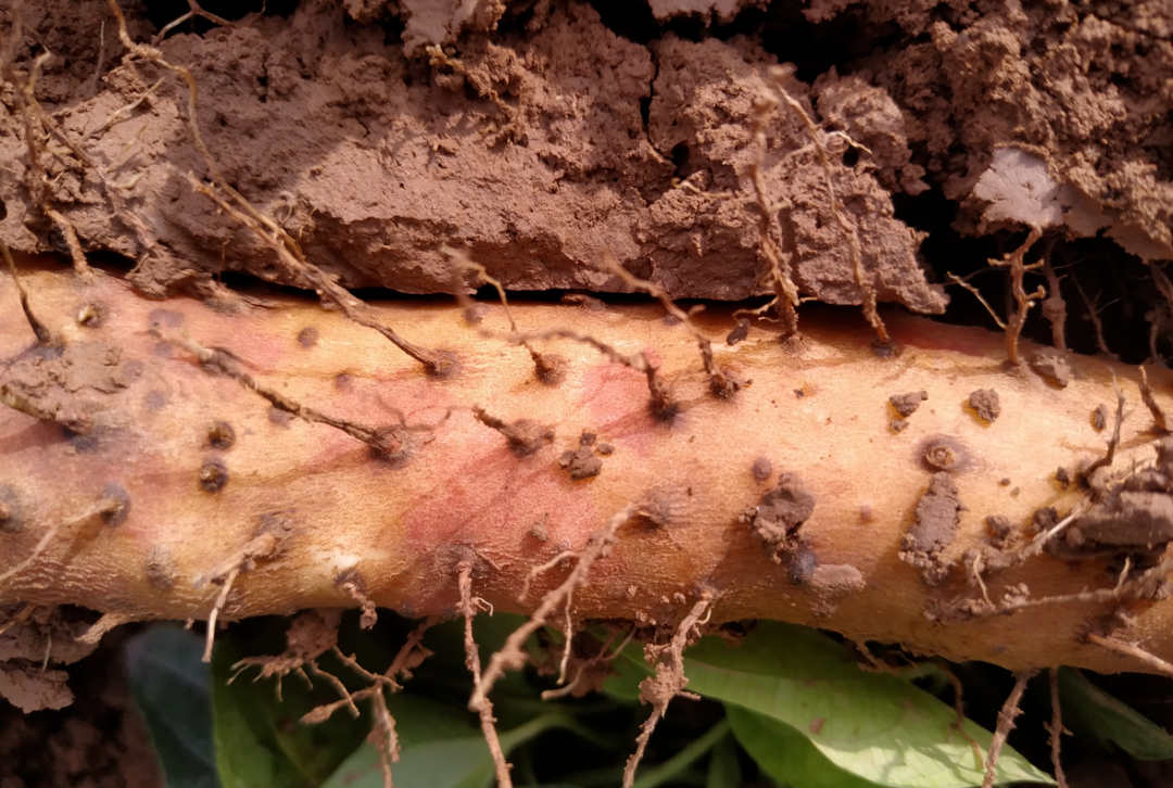 �������У���������������20��������ײ˶�������������һ��Ƣθ�á����ʰ���ȫ�Ҷ���~