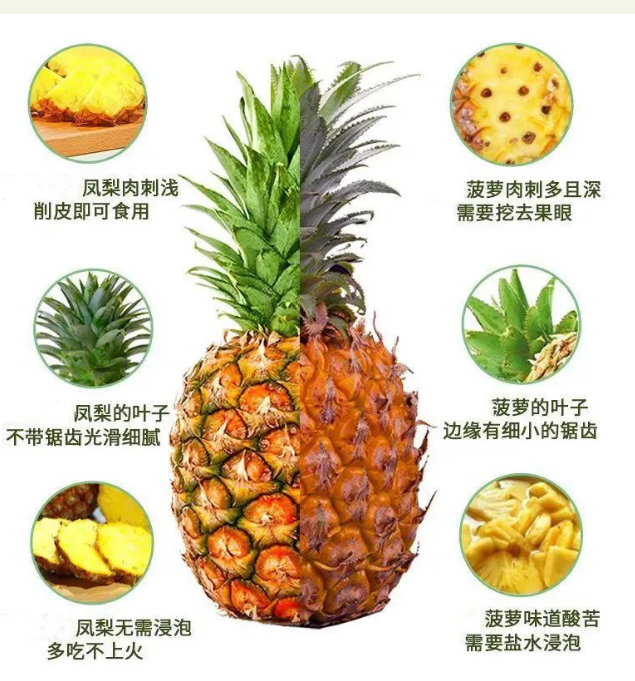 凤梨是菠萝吗