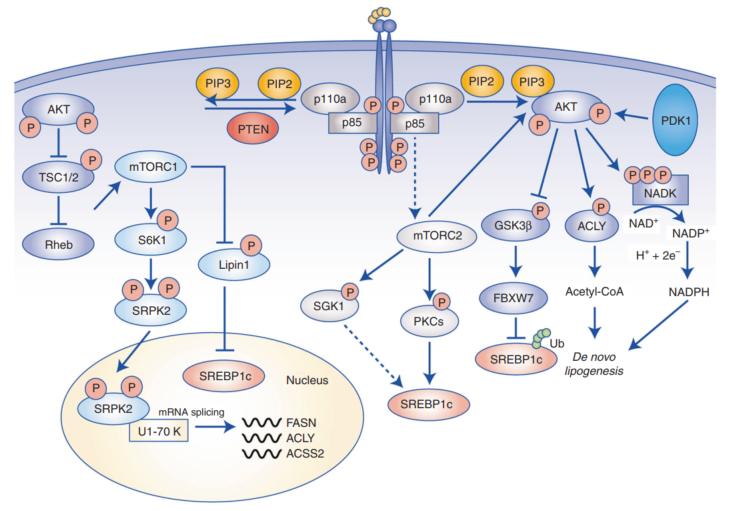 方法速递认识游离脂肪酸