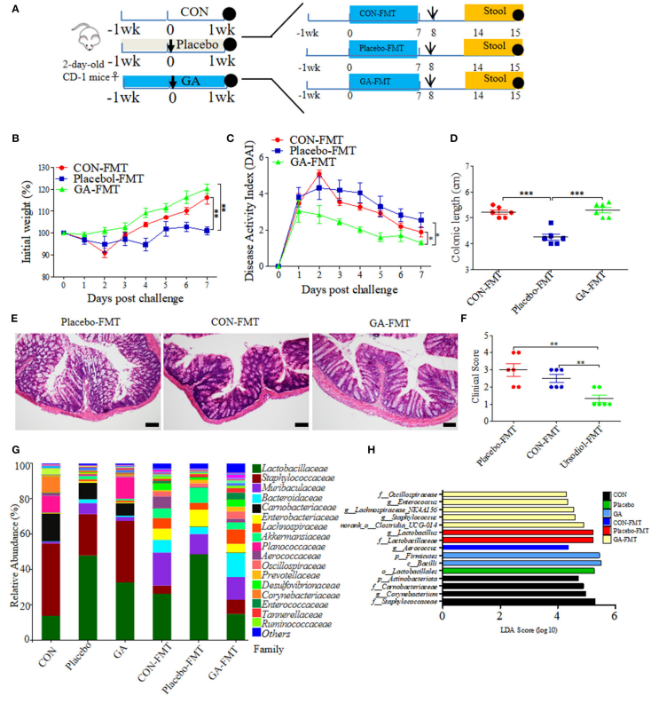 gut microbiota-derived ursodeoxycholic acid from neonatal dairy