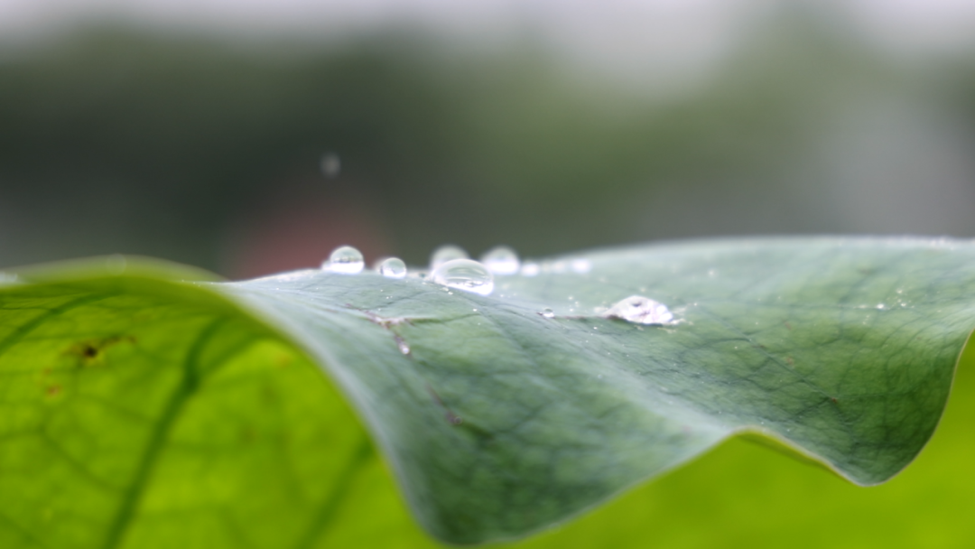 雨滴落在荷叶上,发出清脆的声响,如同夏日的乐章.