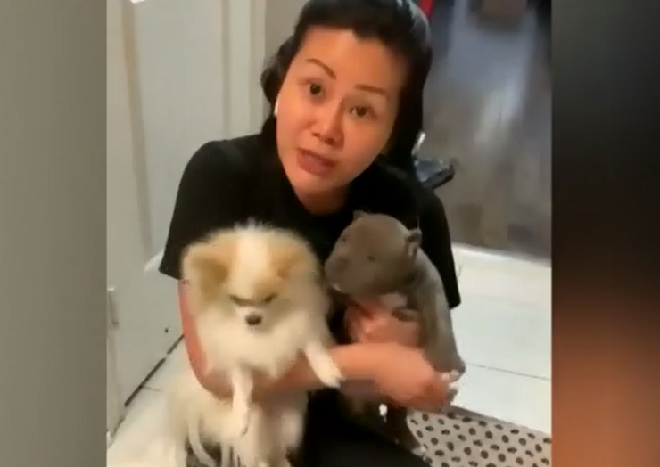 多伦多华人哭诉 家养的宠物狗无故被抓走 已关押两周 原因居然是 全网搜