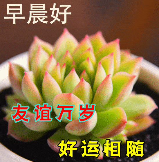 今天最新早上好问候语，祝大家平安、健康、快乐、吉祥！(今天早上好的问候问候语简短)