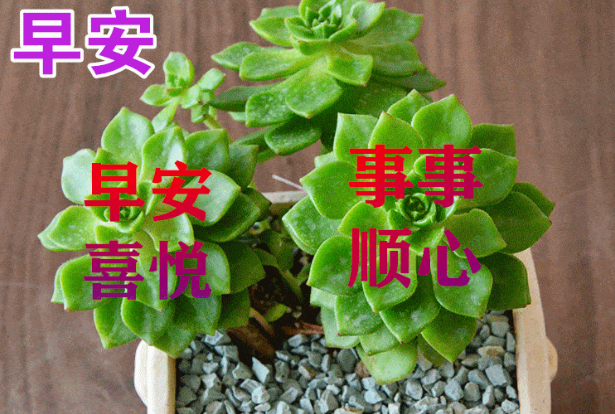 今天最新早上好问候语，祝大家平安、健康、快乐、吉祥！(今天早上好的问候问候语简短)