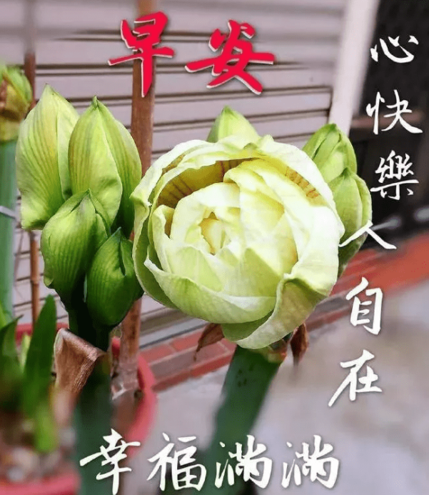 今日最新早上好表情图片大全，祝愿你平安，健康，快乐每一天！(早上好表情图片 新版2020)