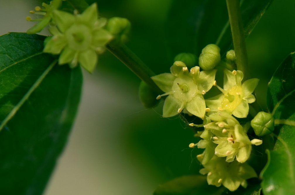 聆听 悠悠枣花香 暖人心声 微信公众号文章阅读 Wemp