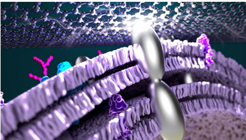 加州大学洛杉矶分校在细菌中加入银 使微生物燃料电池的功率超过以往两倍的图1