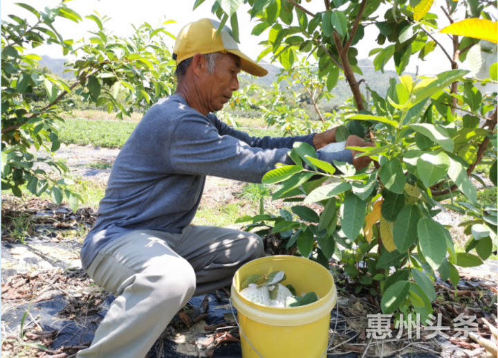 决战决胜脱贫攻坚丨梁化育民村番石榴树下走出脱贫致富路